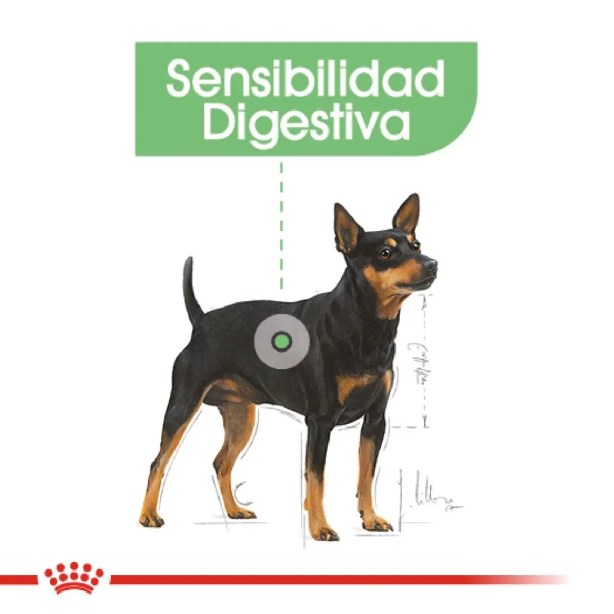 Alimento para Perro Royal Canin POS Mini Special 1.6 Kg